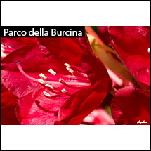 mostra 2019 - fotografo Augusto - parco della Burcina: azalea